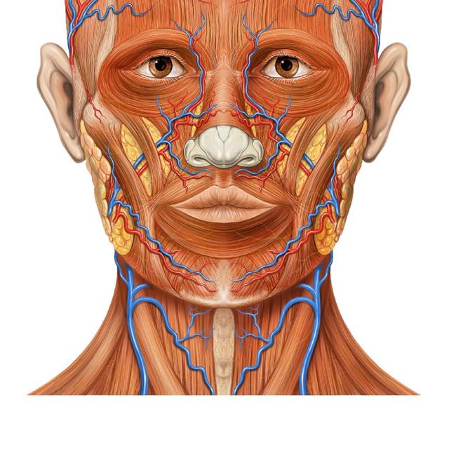 Anatomie du visage. © Patrick J. Lynch medical illustrator, CC by 2.5