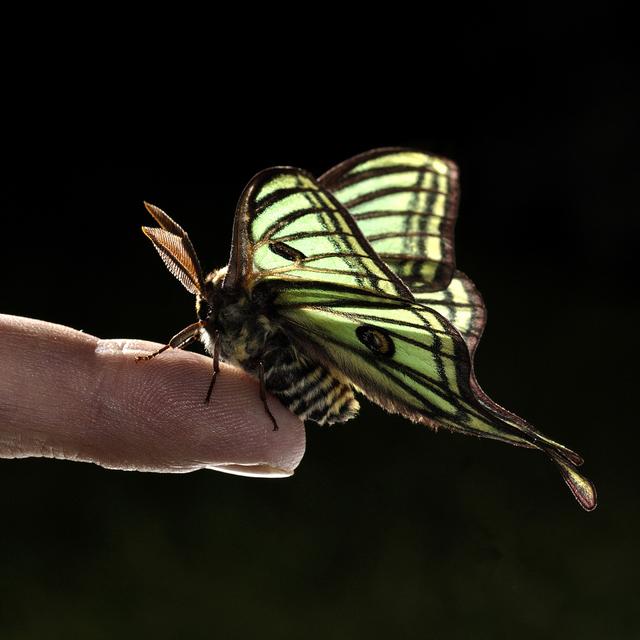 Souvent spécialisé sur une catégorie animale, le zoologiste est avant tout un passionné d’animaux, qu’il cherche à comprendre après un travail d’analyse en laboratoire. © JAH, Fotolia.