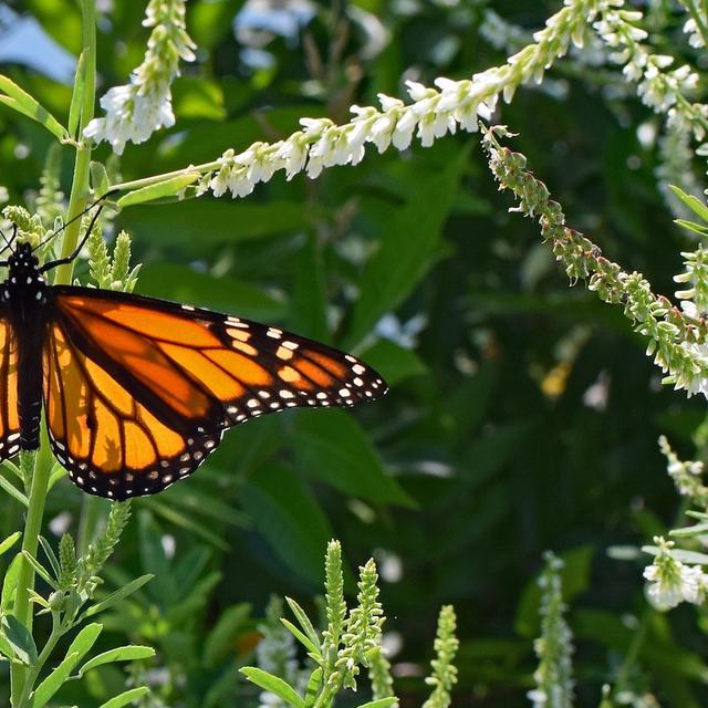 Le papillon monarque est l’un des rares insectes migrateurs. Chaque automne, il parcourt jusqu’à 4.000 kilomètres pour aller se mettre à l’abri des rigueurs de l’hiver. © leoleobobeo, Pixabay, CC0 Creative Commons