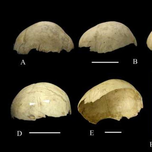 Entre -20.000 et -4.000 ans, les crânes humains signifiaient bien plus que le cannibalisme. Ils seraient la preuve d&#39;un rituel minutieux. © Francesc Marginedas et al., Journal of Archeological Science