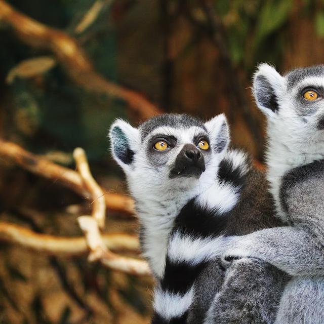 Le Maki catta est un lémurien reconnaissable à sa longue queue rayée de noir et de blanc. Ce sont des animaux diurnes qui vivent dans les arbres du sud de Madagascar. Le Maki catta est particulièrement populaire dans les zoos. Malheureusement, la destruction de son habitat et son commerce pourraient porter un coup fatal à l’espèce. Il n’en existerait même plus 2 000 spécimens à l’état sauvage. De quoi justifier le classement du Maki catta sur la liste des espèces en danger. © InspiredImages, Pixabay, CC0 Creative Commons