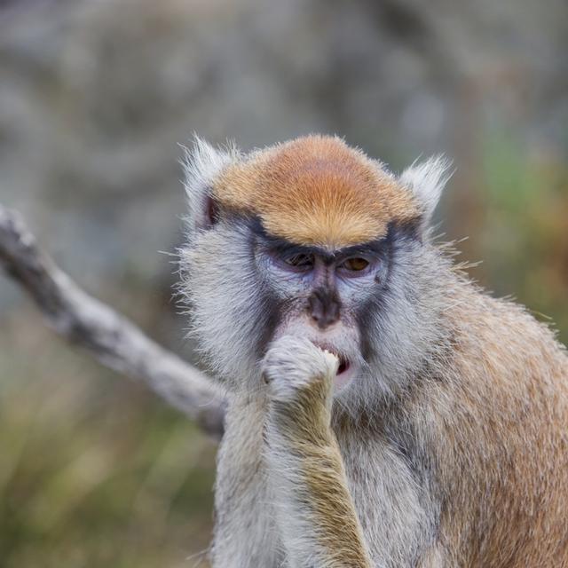 Selon des chercheurs, le Docteur Seuss se serait largement inspiré du Patas pour créer le personnage du Lorax. © Sawbear, Fotolia