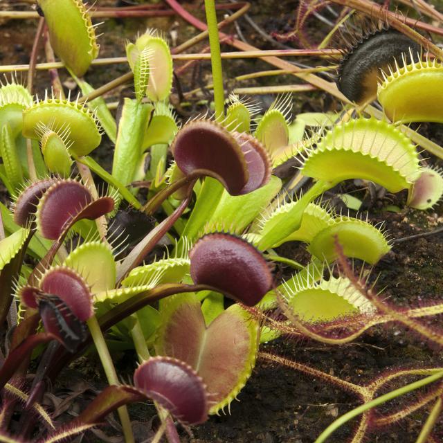 La dionée attrape-mouche est une plante carnivore vivant en Caroline du Nord et du Sud (États-Unis). © KarinD, Adobe Stock
