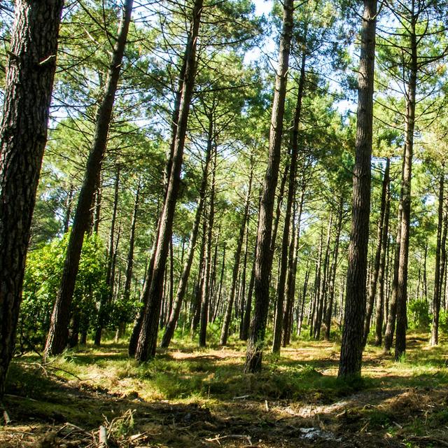 Le massif des Landes est la plus grande forêt artificielle d’Europe et couvre 65&amp;nbsp;% du département des Landes. © Pictures News, Fotolia