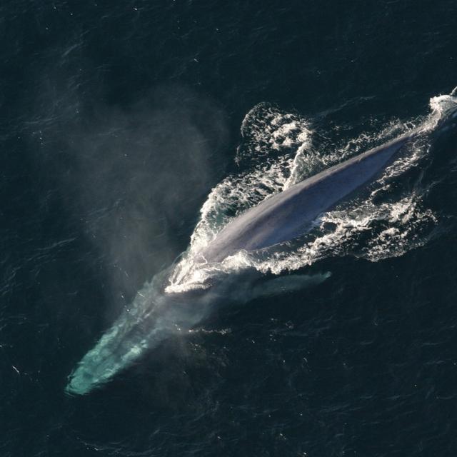 La baleine bleue est effectivement le plus gros animal du monde, mais pas le plus long. © PxHere