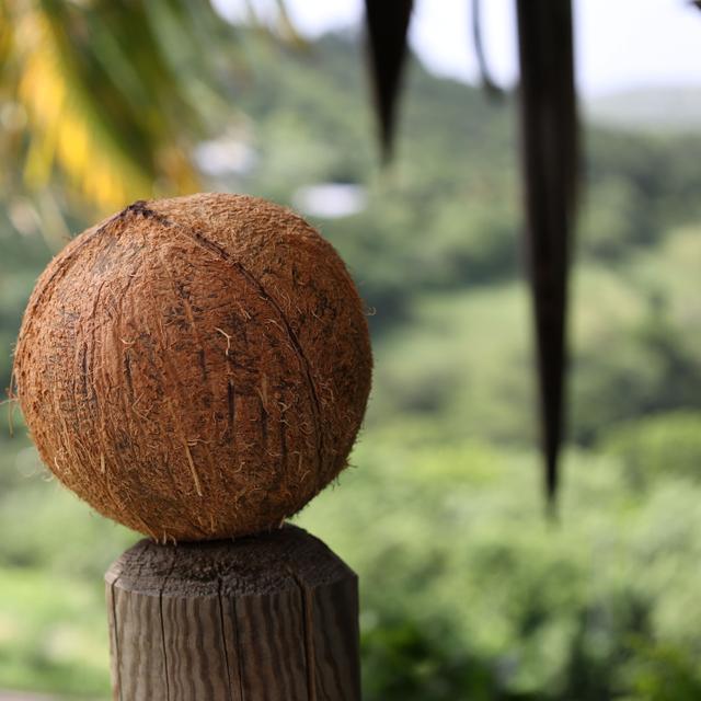 La noix de coco, un fruit aux multiples usages pour un jardinage écologique et zéro déchet.&amp;nbsp;© 3k, Adobe Stock