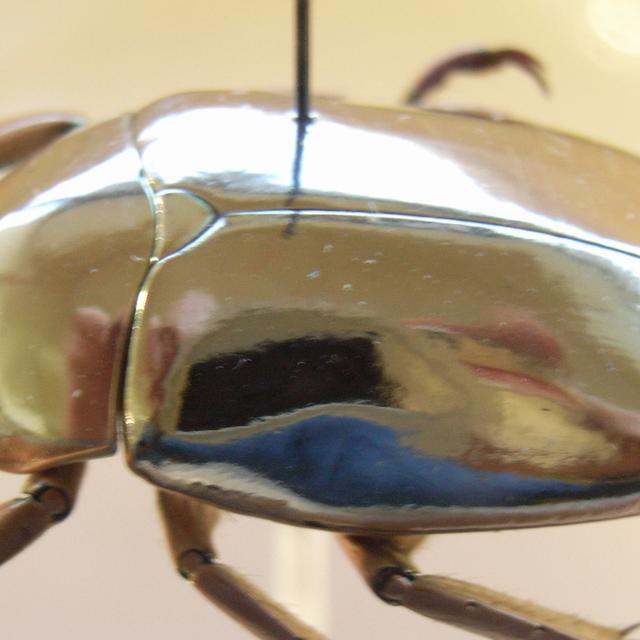 Le Chrysina resplendens,&nbsp;alias scarabée doré, constitue un témoin vivant de la beauté et de la complexité de la nature.&nbsp;© Notafluy, Wipimedia Commons, CC by-SA 3.0 Unported