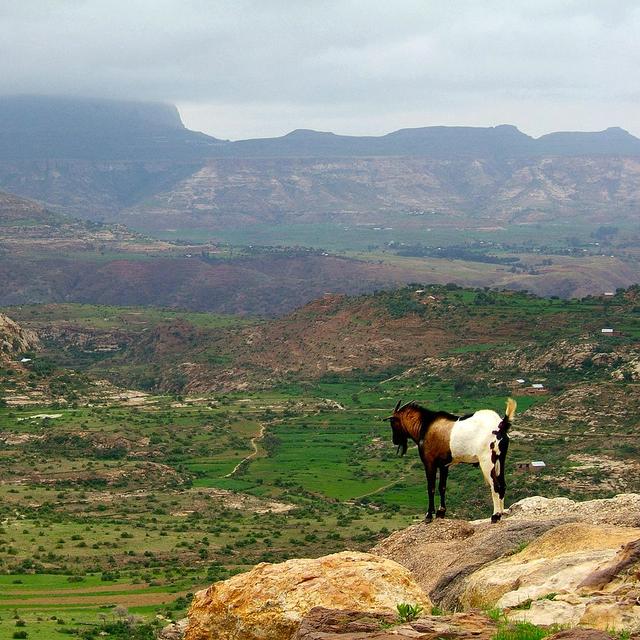 Vue des hauts plateaux éthiopiens. Les chercheurs ont étudié le génome de la population de cette région qui a subi au cours des millénaires d’importants changements physiologiques et génétiques affectant leurs systèmes respiratoires et sanguins. © Andro96, licence CC BY-SA 2.0