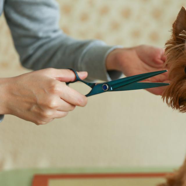 Le toiletteur animalier a pour objectif de rendre beaux chiens et chats en réalisant des soins d’esthétique et d’entretien.&amp;nbsp;©&amp;nbsp;Петр Смагин, Adobe Stock.