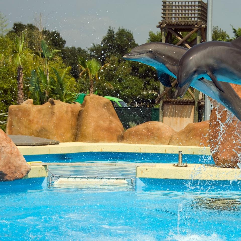 Sitemapcdatahttpsshopinf Inetcomnager Avec Les Dauphins Marineland