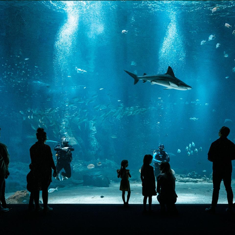 Nausicaá, le plus grand aquarium d'Europe, offre une immersion spectaculaire au cœur du monde marin.&nbsp;© Hugo Lamblin – Iconocom