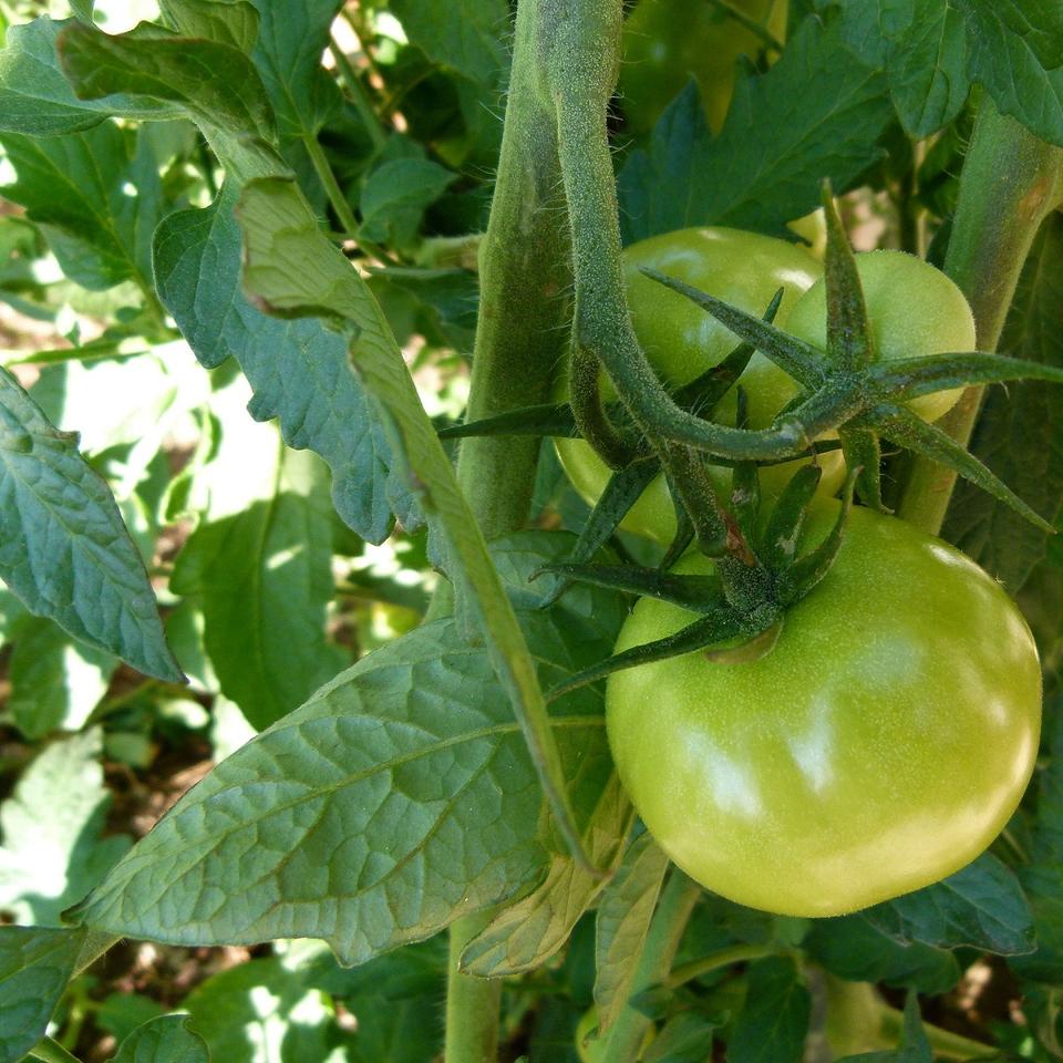 Comment faire mûrir les dernières tomates — free download