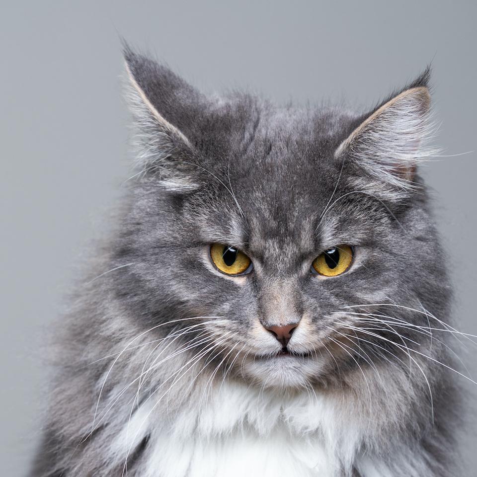Un test pour savoir si votre chat est un psychopathe — free download