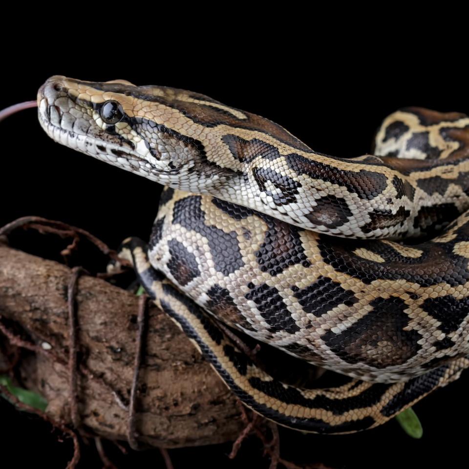 Serpent | Futura Planète