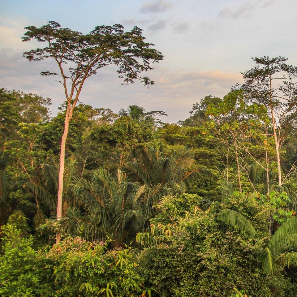Dans une Amazonie qui s’assèche, certains arbres montrent déjà les limites du climat « hypertropical » qui s’installe. ©&amp;nbsp;AventuraSur, Adobe Stock