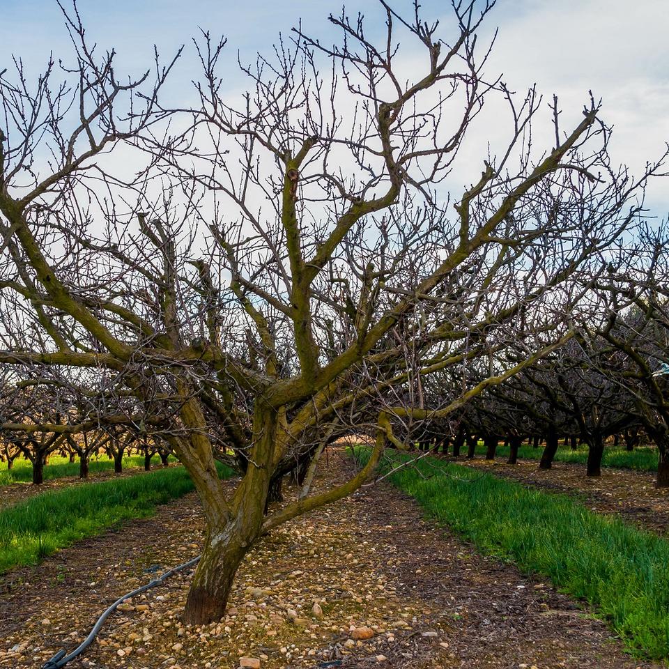 6 conseils pour traiter les arbres fruitiers en hiver — free download