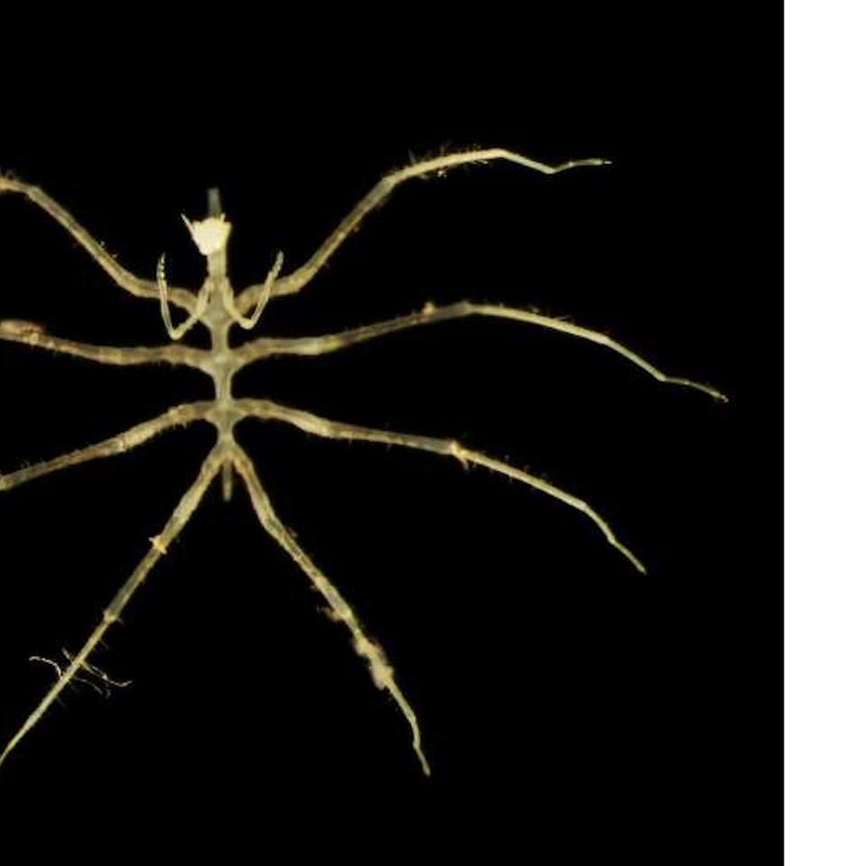Une araignée de mer figurant parmi les nombreux organismes collectés lors de l’exploration des grands fonds du Pacifique, où les chercheurs ont identifié des centaines d’espèces encore méconnues. ©&amp;nbsp;Muséum d&#39;histoire naturelle de Londres et Université de Göteborg