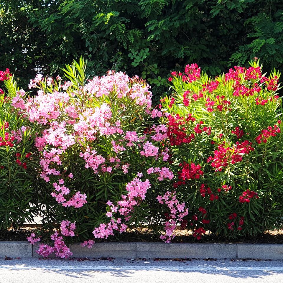 Laurierrose quand et comment tailler cette plante toxique — free download