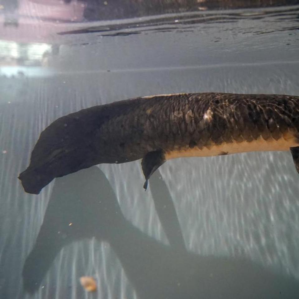 tranget Du Vivant Le Plus Vieux Poisson D aquarium Du Monde F te tranget-du-vivant-le-plus-vieux-poisson-d-aquarium-du-monde-f-te