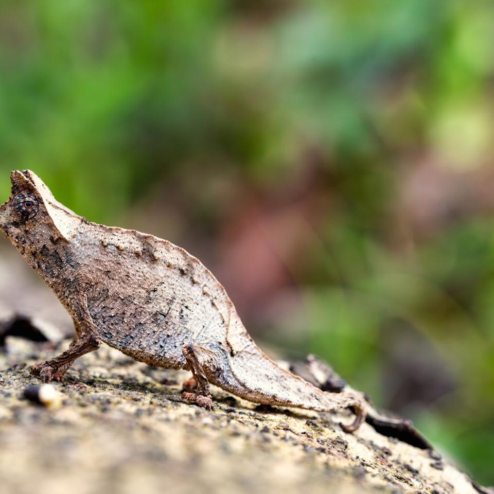 Brookesia nofy fait partie de la trentaine d'espèces du genre&nbsp;Brookesia à&nbsp;Madagascar. © Artush, iStock