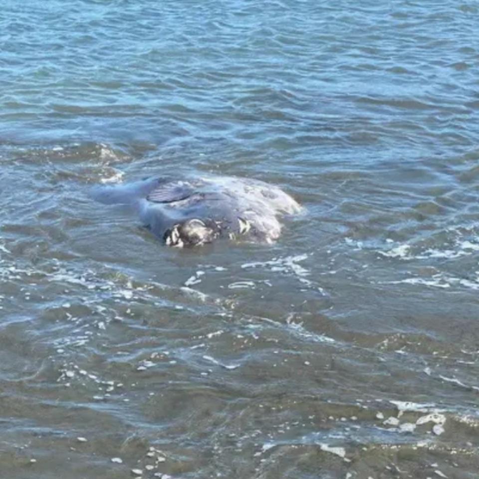Les baigneurs ont été stupéfaits face à un animal marin observé pour la première fois. © Courtesy of Sonoma County Regional Parks,&nbsp;iStock