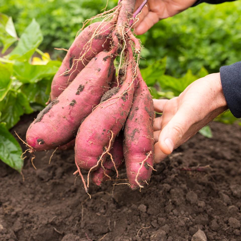 Comment Récolter Les Patates Douces