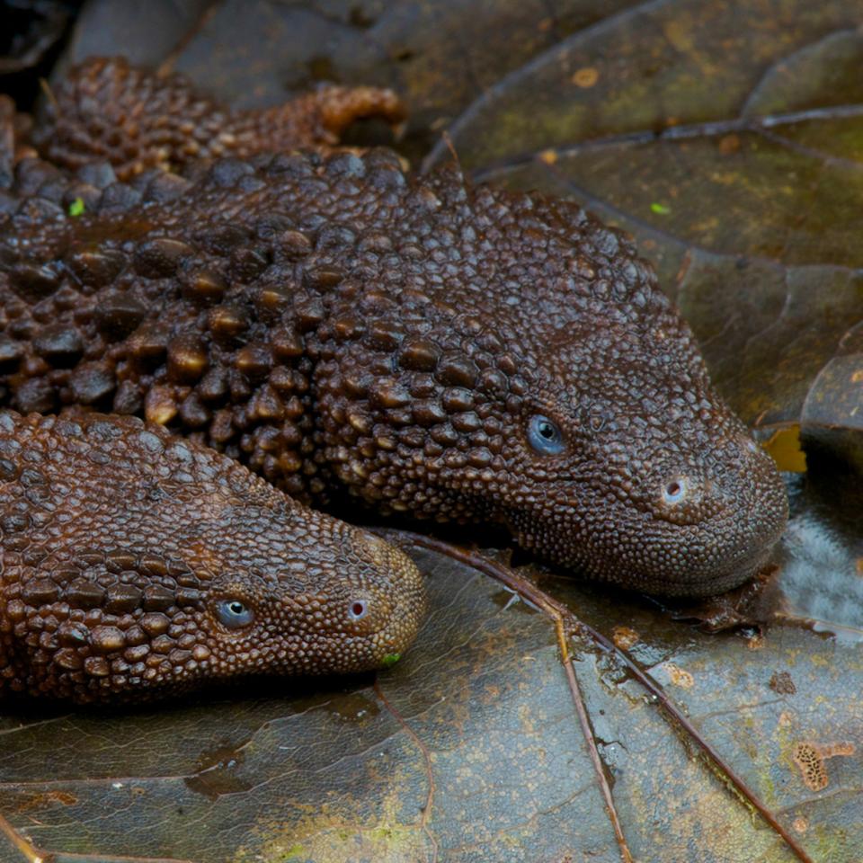 On l’appelle le « Saint Graal »&nbsp;des reptiles : voici pourquoi il est si convoité. ©&nbsp;reptiles4all, iStock