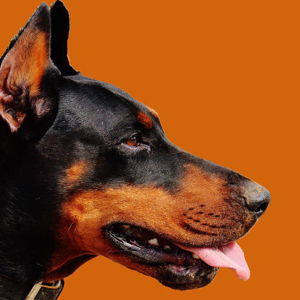 Kit Complet Chien Personnalisé Velours Côtelé Bleu Ciel – Bande de Canailles, image size:960x960