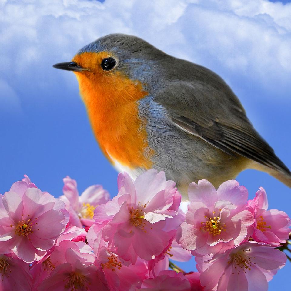 Fonds D cran Oiseaux Fonds D cran Oiseaux
