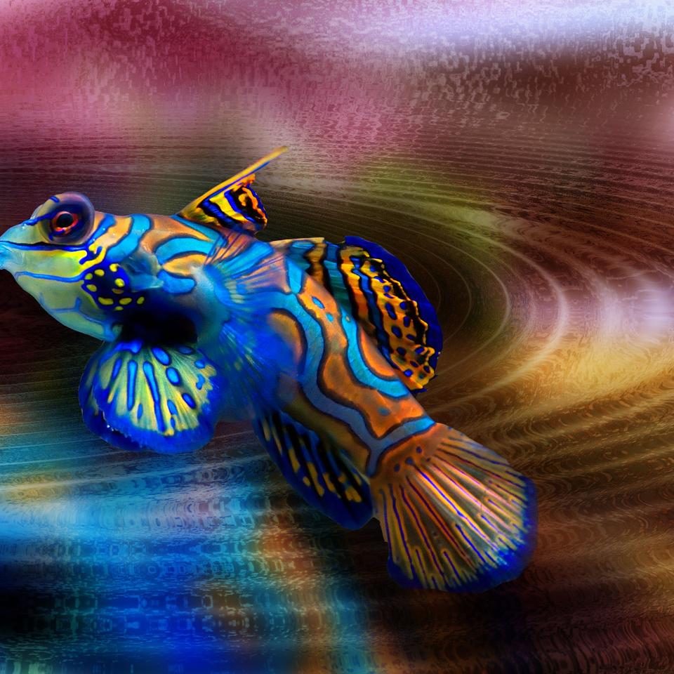 J'ai pêché ce poisson par accident en pêchant le bar. Ça m'a pris au  dépourvu. Quelqu'un peut-il m'aider à l'identifier ? : r/catfishing, image size:960x960