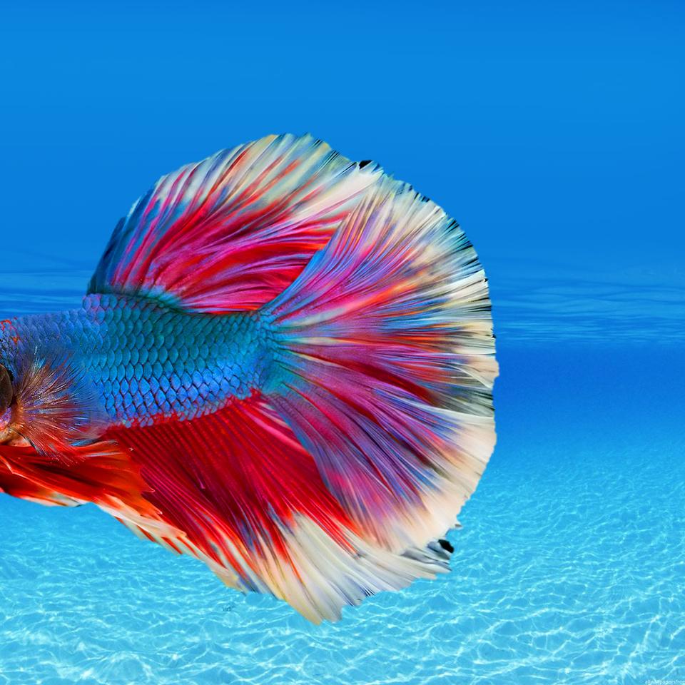 Arapaima gigas — Wikipédia, image size:960x960