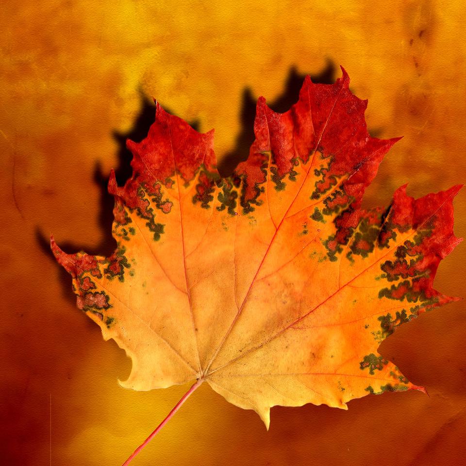 Fonds d'écran Automne | Futura, image size:960x960