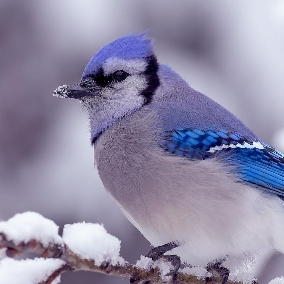 Peinture de paysage d'hiver à l'aquarelle : Balade sur neige de Noël par le  père Noël : pour tous les niveaux | Carrie McKenzie | Skillshare, image size:960x960