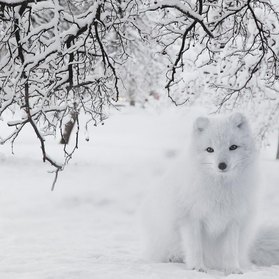 Image vectorielle Beaux paysages d'été et d'hiver avec un ciel bleu, des  rivières, des arbres, des forêts, des montagnes, des nuages et des sommets  de neige en arrière-plan. Paysage milieux pour vos, image size:960x960