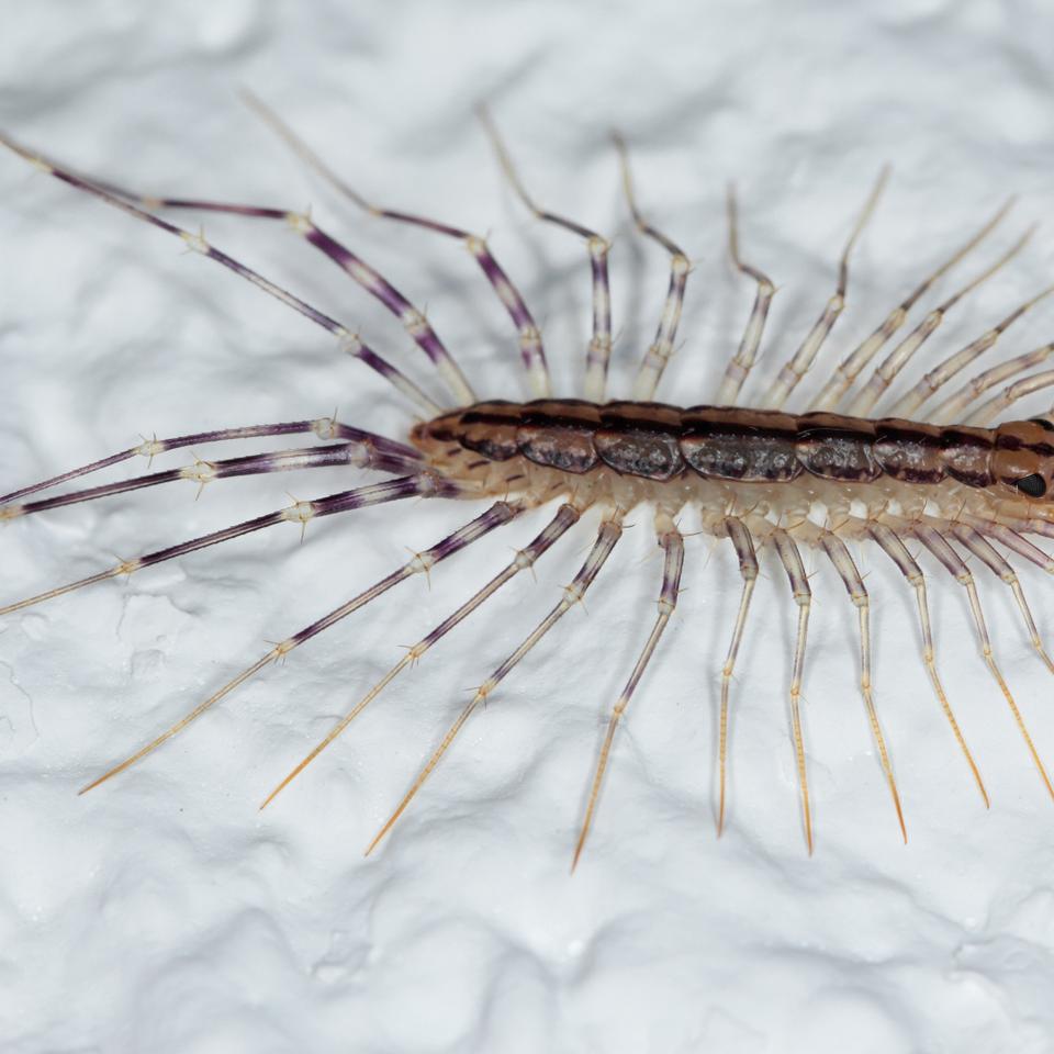 Les 10 plantes répulsives pour faire fuir les insectes