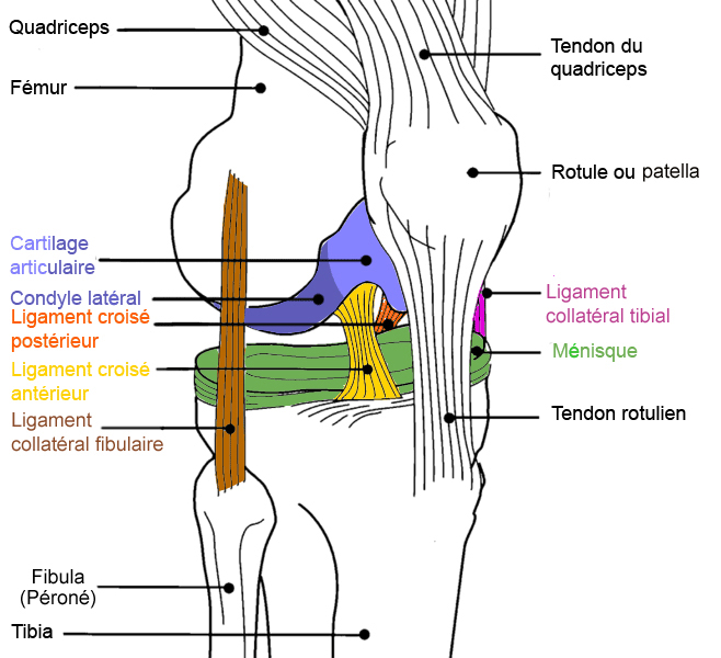 Dimdle Découverte d’un nouveau ligament dans le genou
