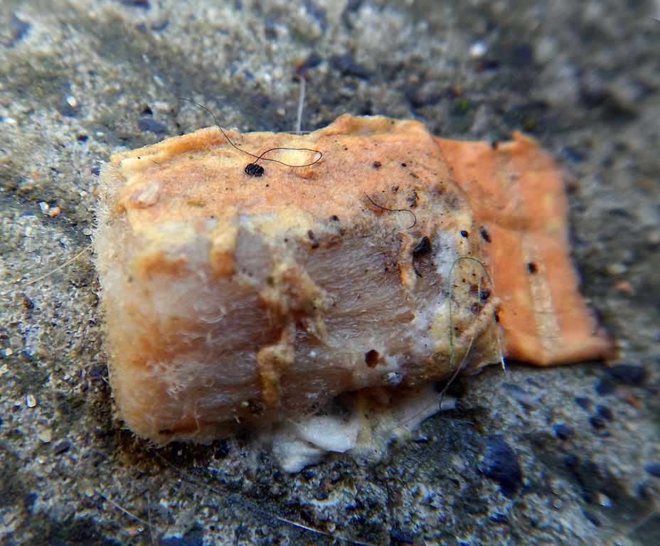 L'impact des mgots de cigarettes sur les milieux marins