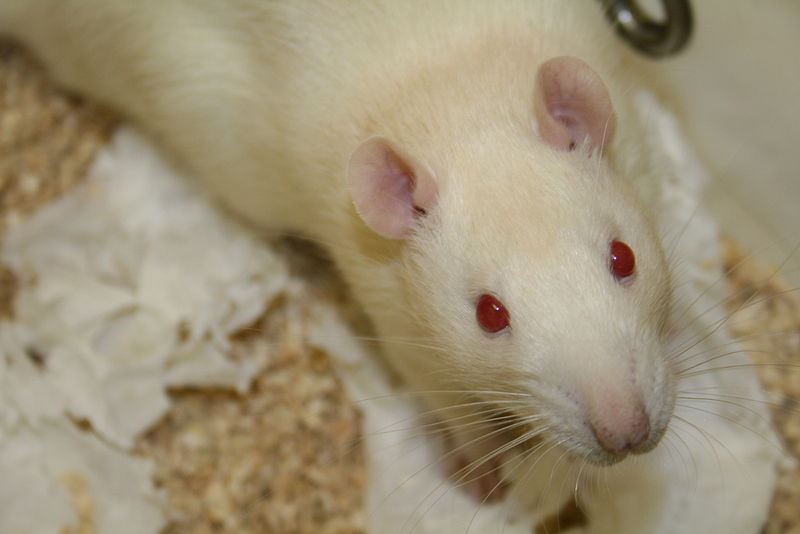 Alzheimer : un médicament pourrait réparer le cerveau endommagé