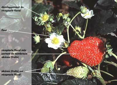 Des fraises goûteuses grâce aux abeilles