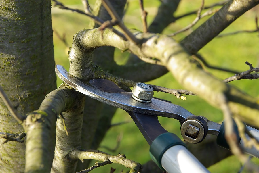 6 conseils pour traiter les arbres fruitiers en hiver — free download