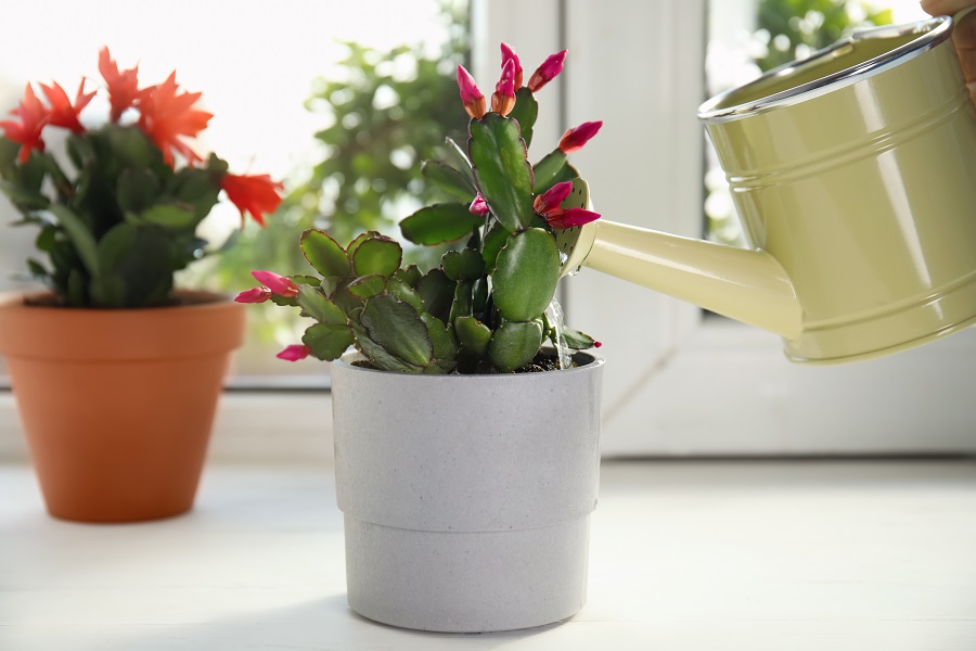 Comment entretenir un cactus de Nol ?