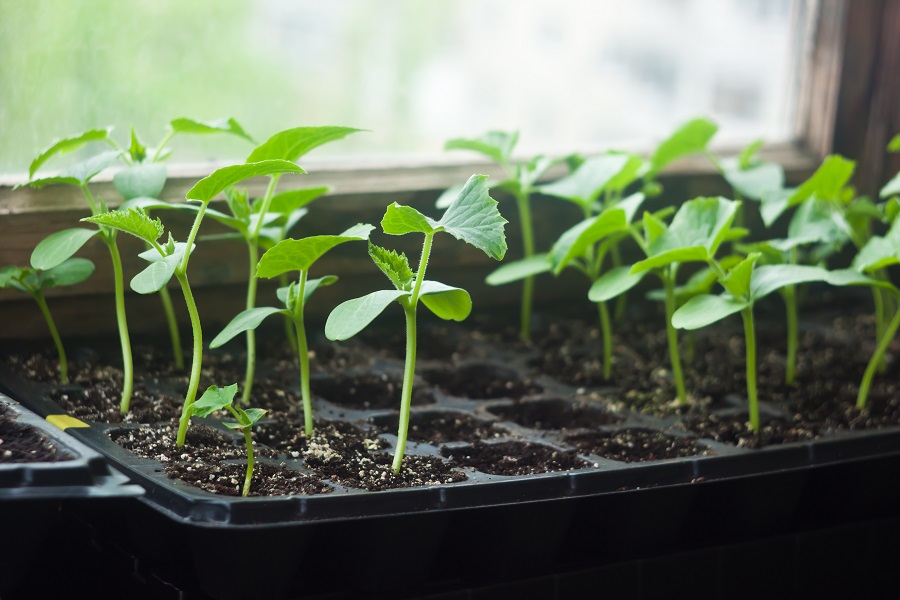 Quand semer et planter les courgettes ?