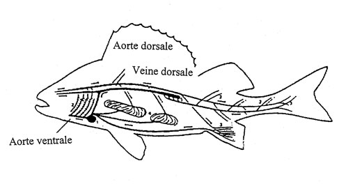 https://cdn8.futura-sciences.com/sources/images/dossier/rte/10639_fs-022.jpg