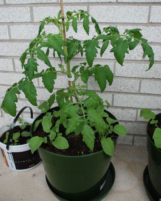 dill seeds for planting Dill Seeds