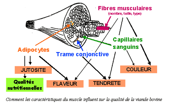 Schéma synthétique reliant les adipocytes (gras) et la trame conjonctive aux qualités de tendreté et de flaveur.