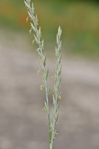 culinary lavender plants Baby Blue Lavender main image 0
