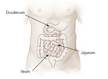 lipo c with tirzepatide Lipase : Dosage sanguin, taux bas ou élevé main image 0