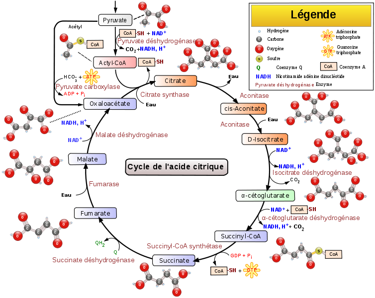 Le cycle de Krebs est un processus métabolique complexe. © Narayanese, WikiUserPedia, YassineMrabet, TotoBaggins, Wikiemdia, CC by-sa 3.0