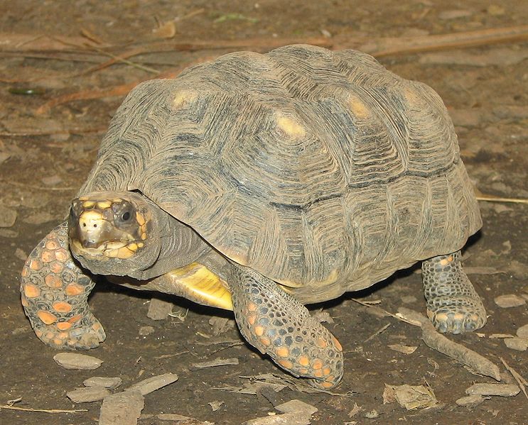 La tortue charbonnière à pattes rouges est optimiste !