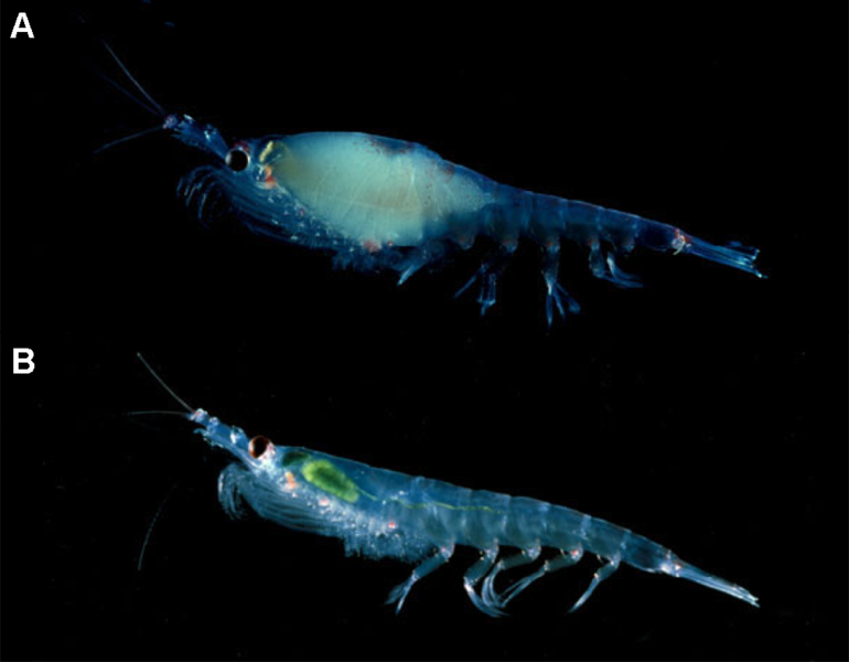 Complément Alimentaire Krill Antarctique Optima Naturals - Superbe Qualité - Neuf Sous Blister